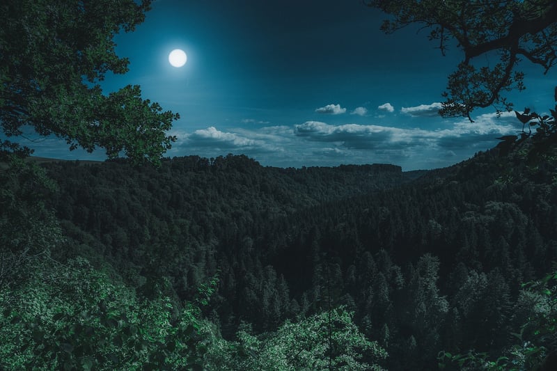 Moonlit Gathering